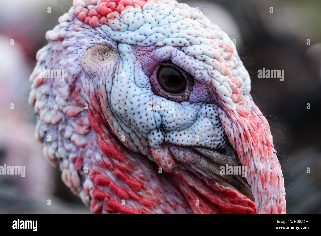 Free range tacchini fuori nel campo in una fattoria nel West Yorkshire. Gli uccelli sono voce di macellazione la prossima settimana pronto per il natale. Foto Stock