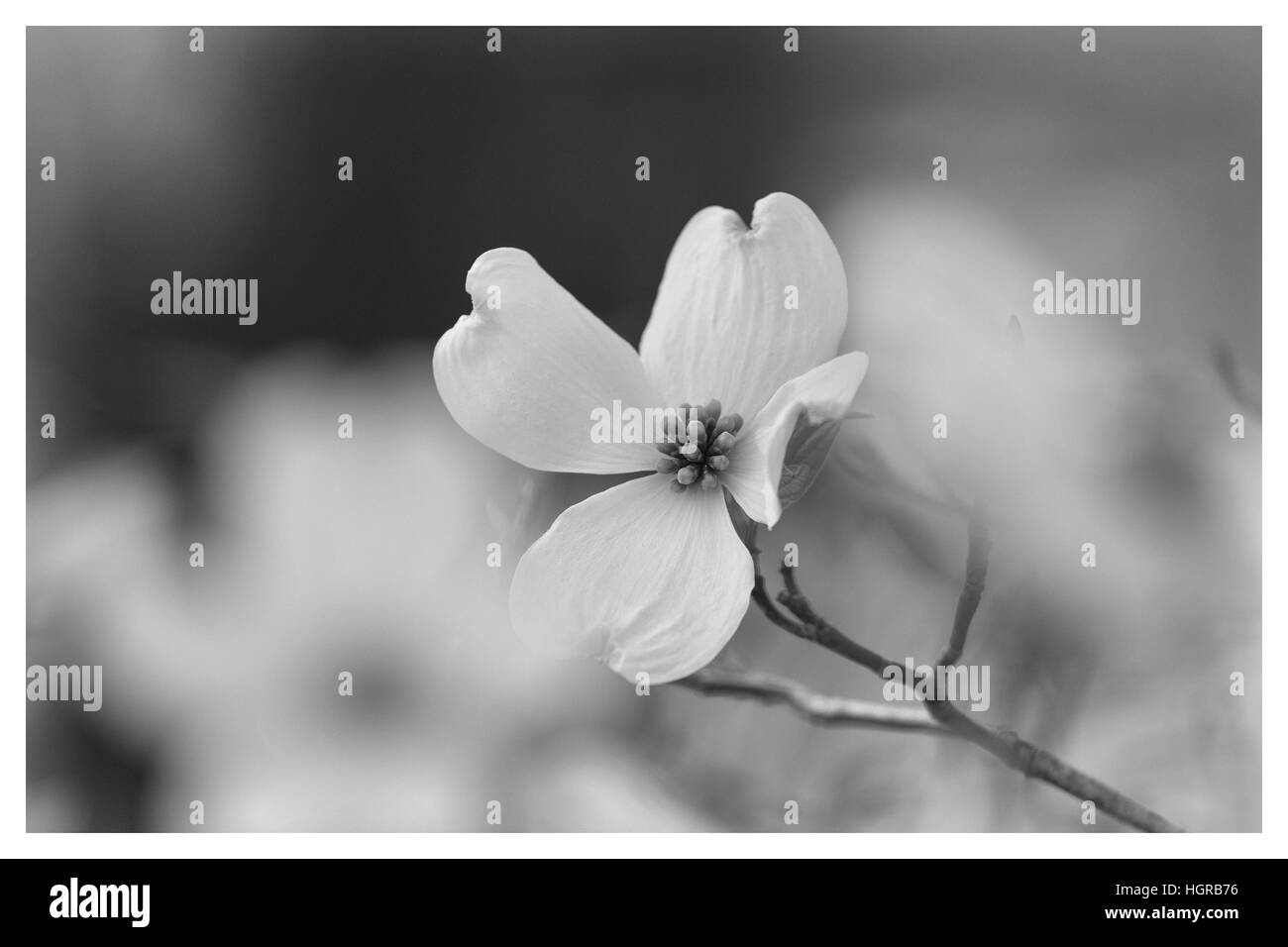 Unico Sanguinello Bloom con messa a fuoco poco profonda in bianco e nero Foto Stock