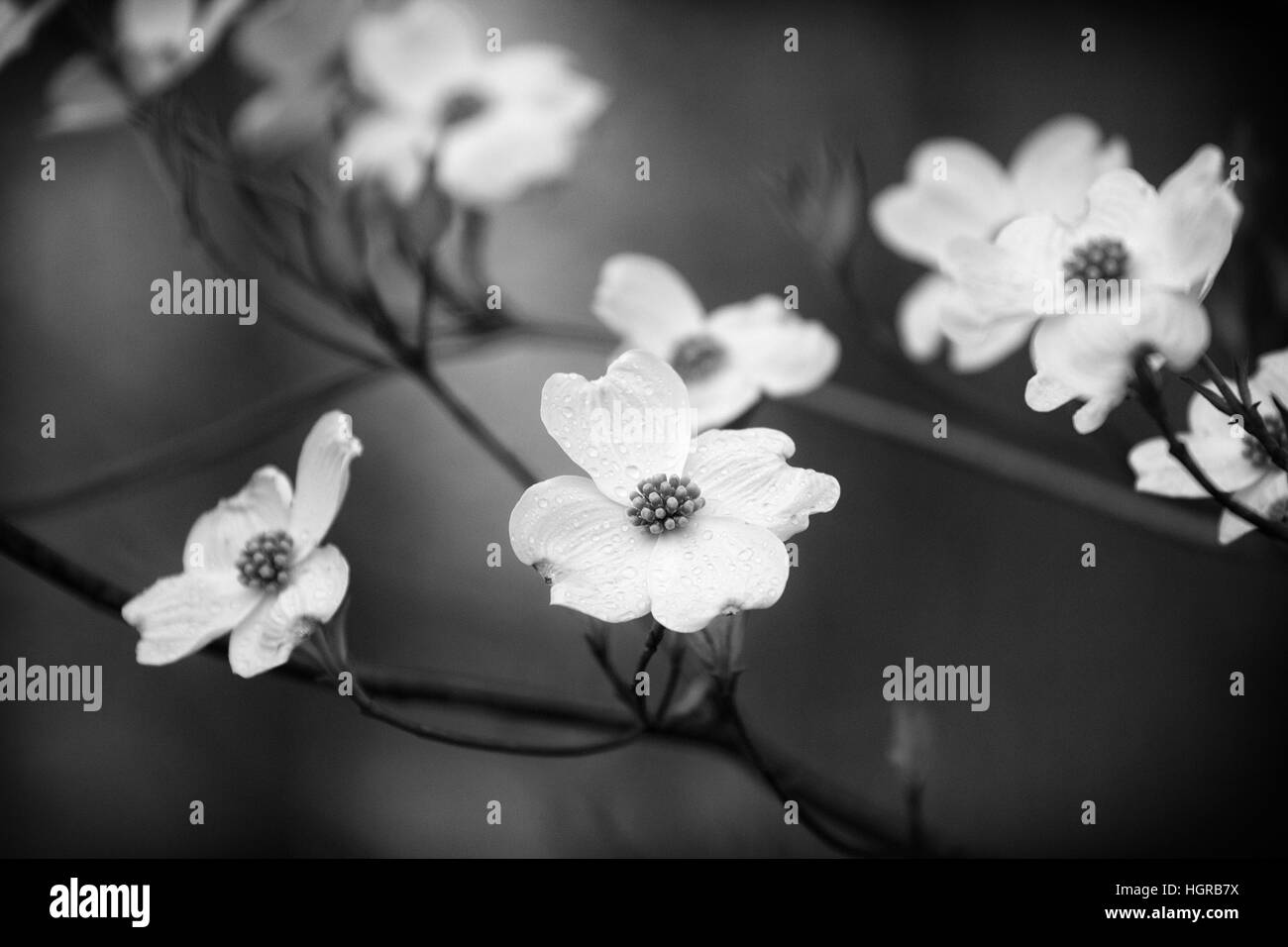Blooming Sanguinello albero in bianco e nero Foto Stock