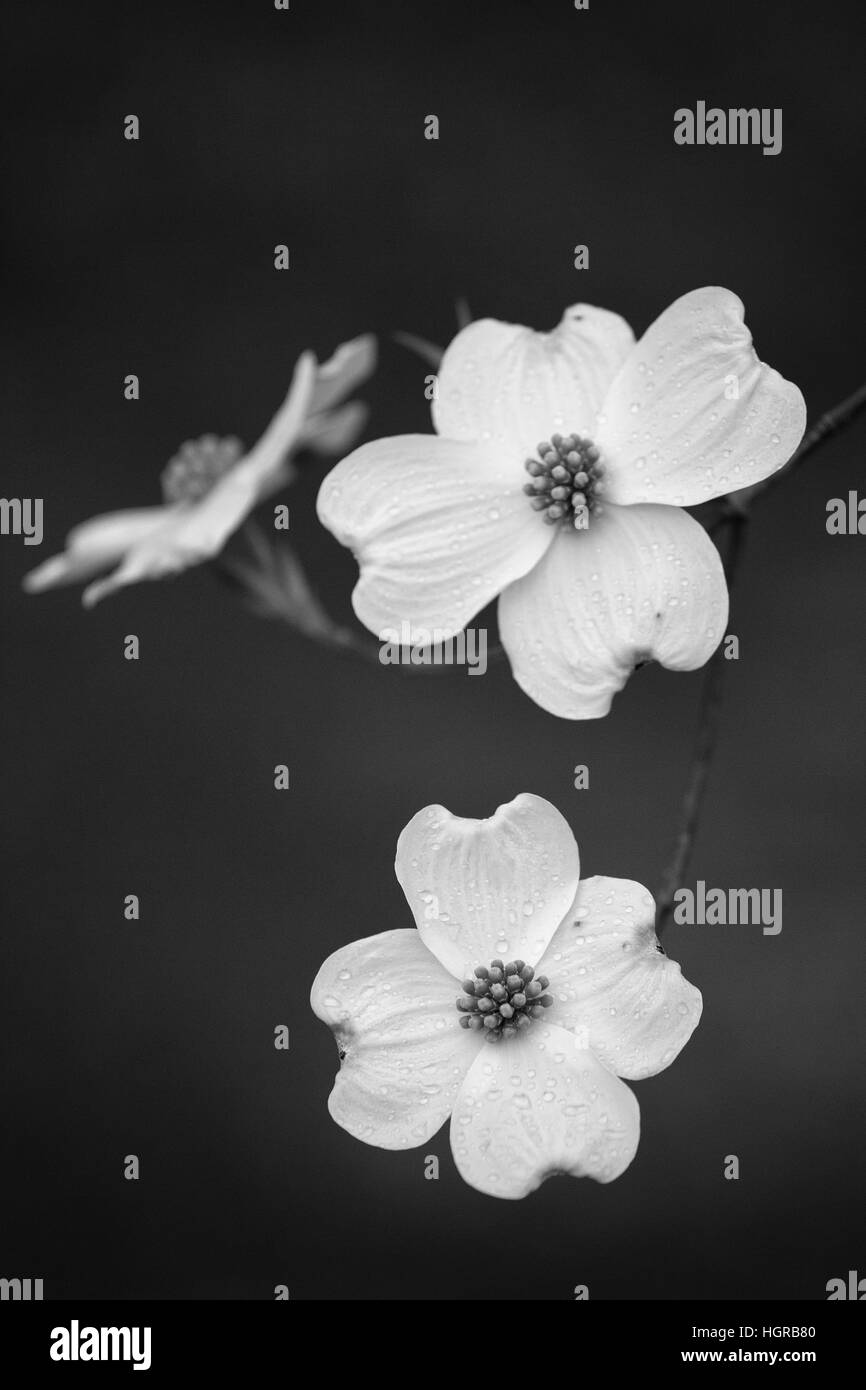 Sanguinello fiorisce in bianco e nero Foto Stock