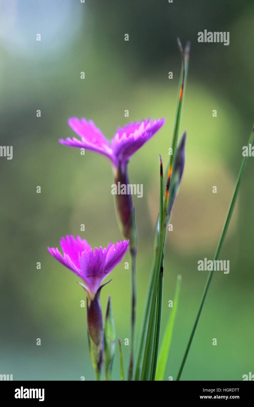 Maiden rosa, Dianthus deltoides Foto Stock