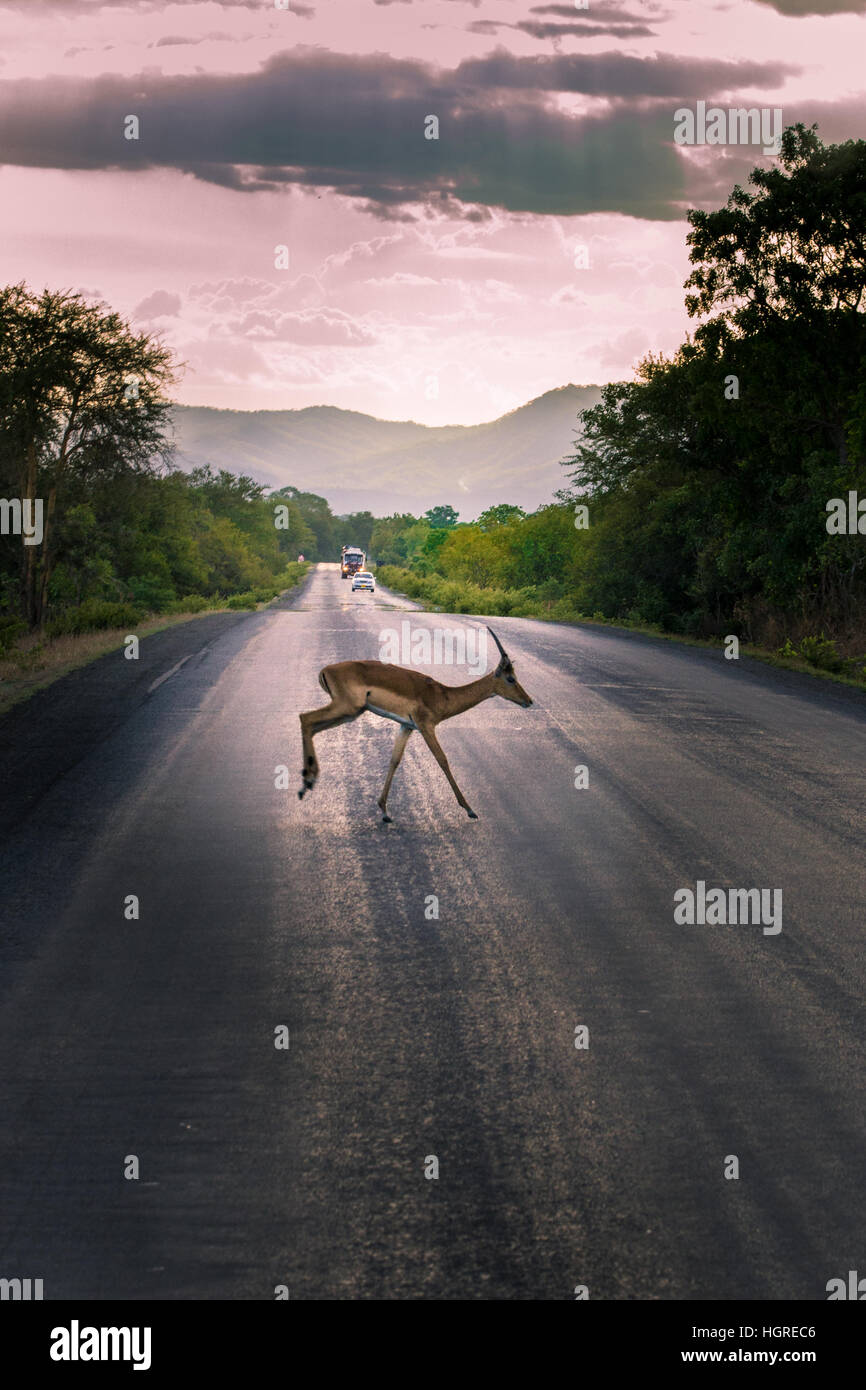 Africa wildlife, impala in centro sulla strada, prestare attenzione!, safari Foto Stock