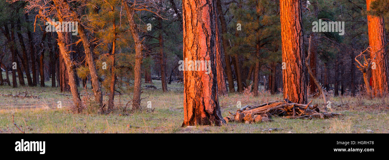 Sunrise illuminazione di tronchi di alberi di pini e querce sulla Coconino Bordo lungo la Arizona Trail. Kaibab National Forest, Arizona Foto Stock