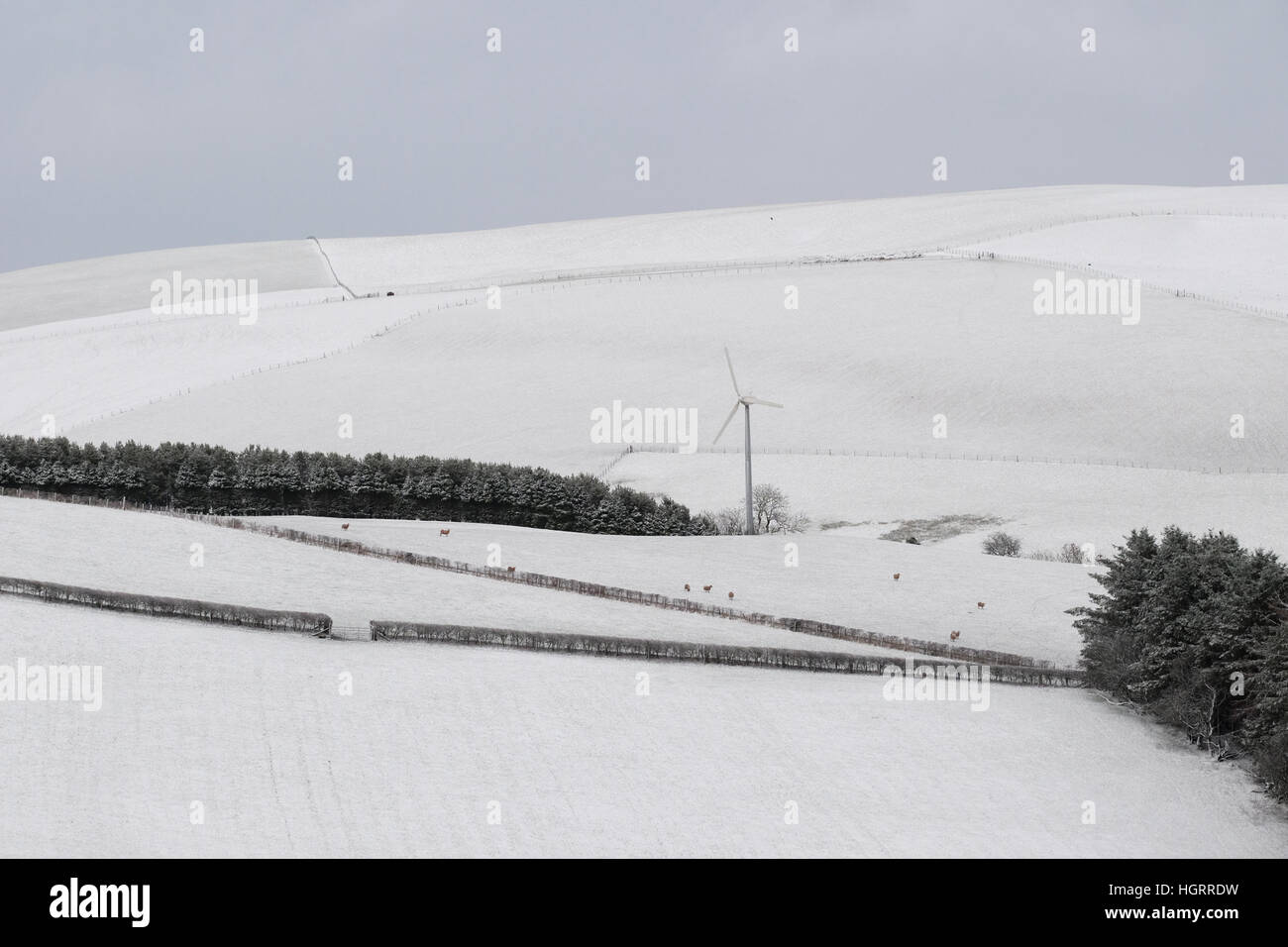 Radnorshire Hills, Wales, Regno Unito. Gennaio 2017. Regno Unito Meteo. La massa elevata del Radnorshire colline in Powys, metà del Galles ha ricevuto una copertura di neve su giovedì 12 gennaio. Foto Stock