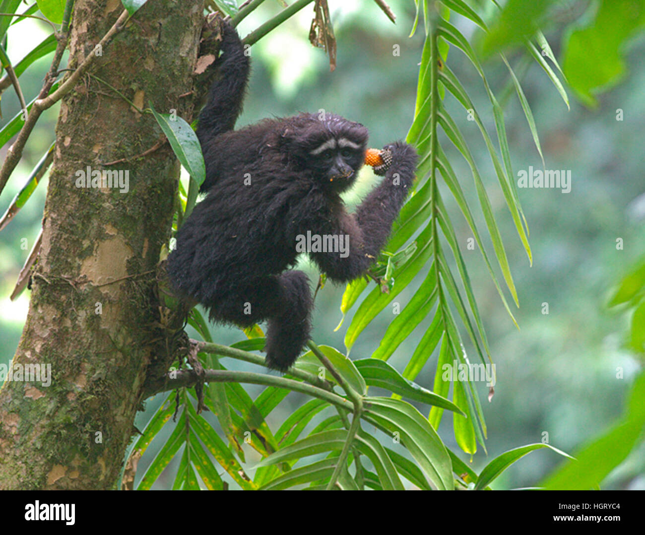 (170113) -- KUNMING, Gennaio 13, 2017 (Xinhua) -- File foto rilasciata da Kunming Istituto di Zoologia sotto l'Accademia cinese delle scienze mostra la montagna Jailigong bianco-browed gibbone, una nuova specie di gibbone è stata scoperta nel sud-ovest della Cina di Provincia di Yunnan. La nuova specie con il bianco delle sopracciglia, si trova principalmente in montagna Jailigong in Yunnan, ed è morfologicamente e geneticamente distinte da altre specie, secondo una ricerca pubblicata sul sito di American Journal of Primatology. Gibbons e siamangs sono piccole scimmie che popolano southern, orientale e del sud-est come Foto Stock