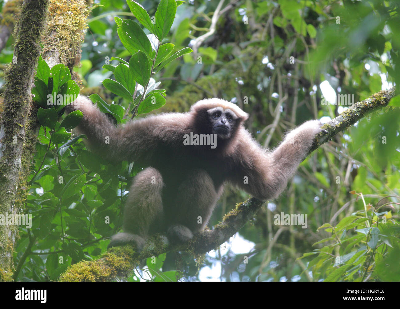 (170113) -- KUNMING, Gennaio 13, 2017 (Xinhua) -- File foto rilasciata da Kunming Istituto di Zoologia sotto l'Accademia cinese delle scienze mostra la montagna Jailigong bianco-browed gibbone, una nuova specie di gibbone è stata scoperta nel sud-ovest della Cina di Provincia di Yunnan. La nuova specie con il bianco delle sopracciglia, si trova principalmente in montagna Jailigong in Yunnan, ed è morfologicamente e geneticamente distinte da altre specie, secondo una ricerca pubblicata sul sito di American Journal of Primatology. Gibbons e siamangs sono piccole scimmie che popolano southern, orientale e del sud-est come Foto Stock