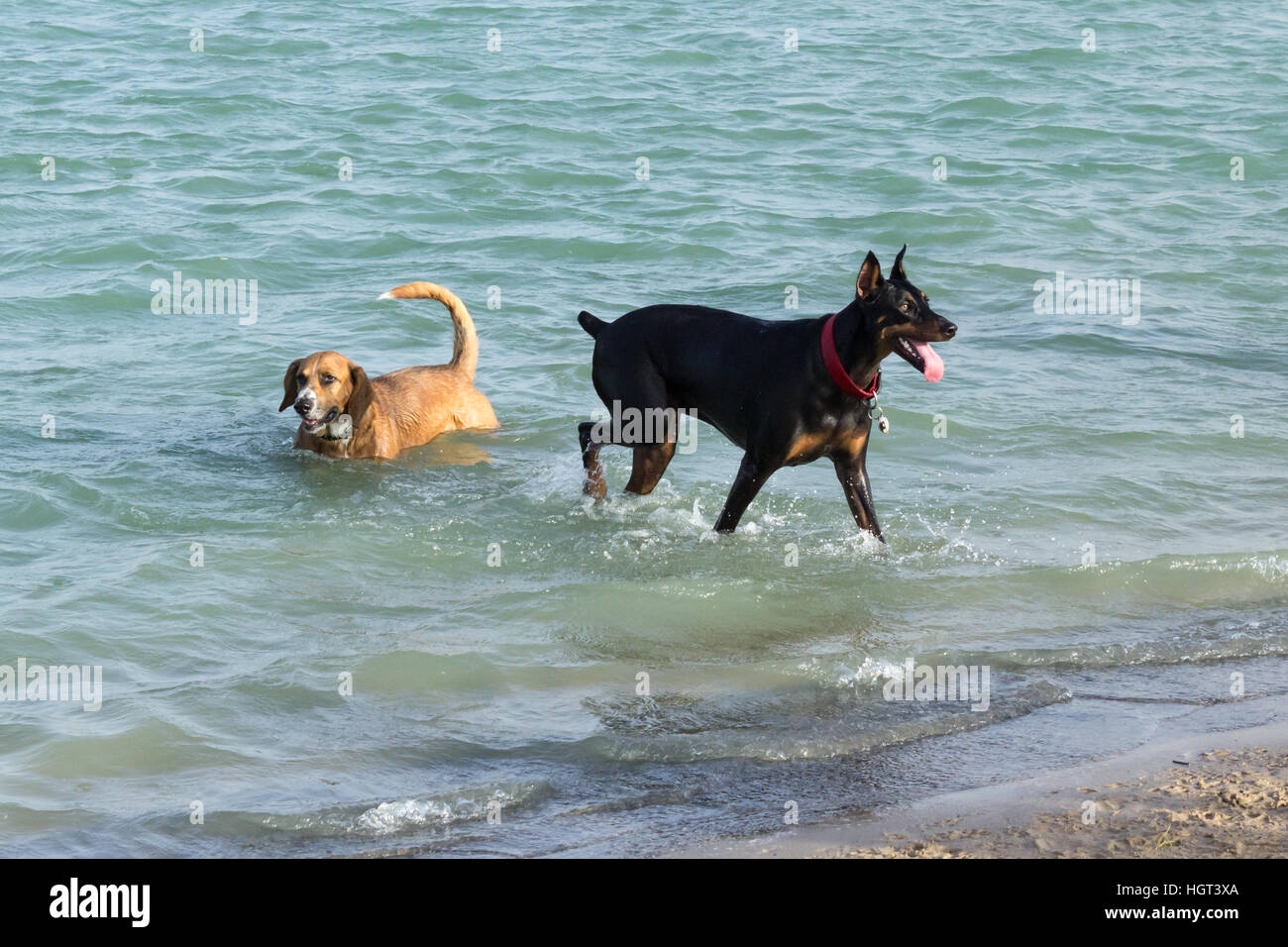 Beagle Corgi mutt rinfrescarsi nelle acque di un cane parco stagno di ritenzione come suo Doberman pal attende con impazienza di recuperare una sfera Foto Stock