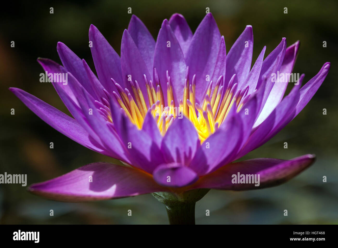 Blue Lotus, anche blu acqua giglio o sacro giglio azzurro (Nymphaea caerulea) fiore, Sri Lanka Foto Stock