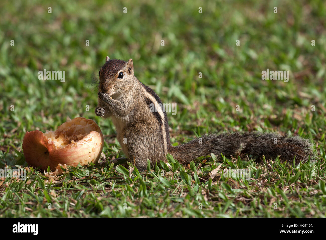 Palm scoiattolo (Funambulus sp.) squisito, Sri Lanka Foto Stock
