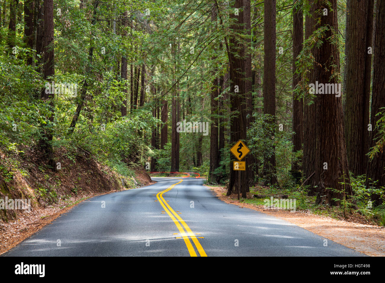 Curva road, Henry Cowell Redwoods State Park, California, Stati Uniti d'America Foto Stock