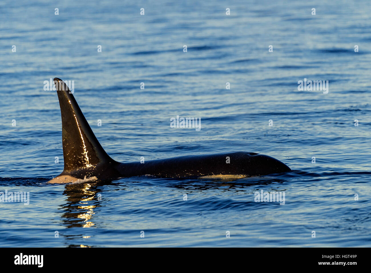 Orca o balena killer (Orcinus orca), Kaldfjorden, Norvegia Foto Stock