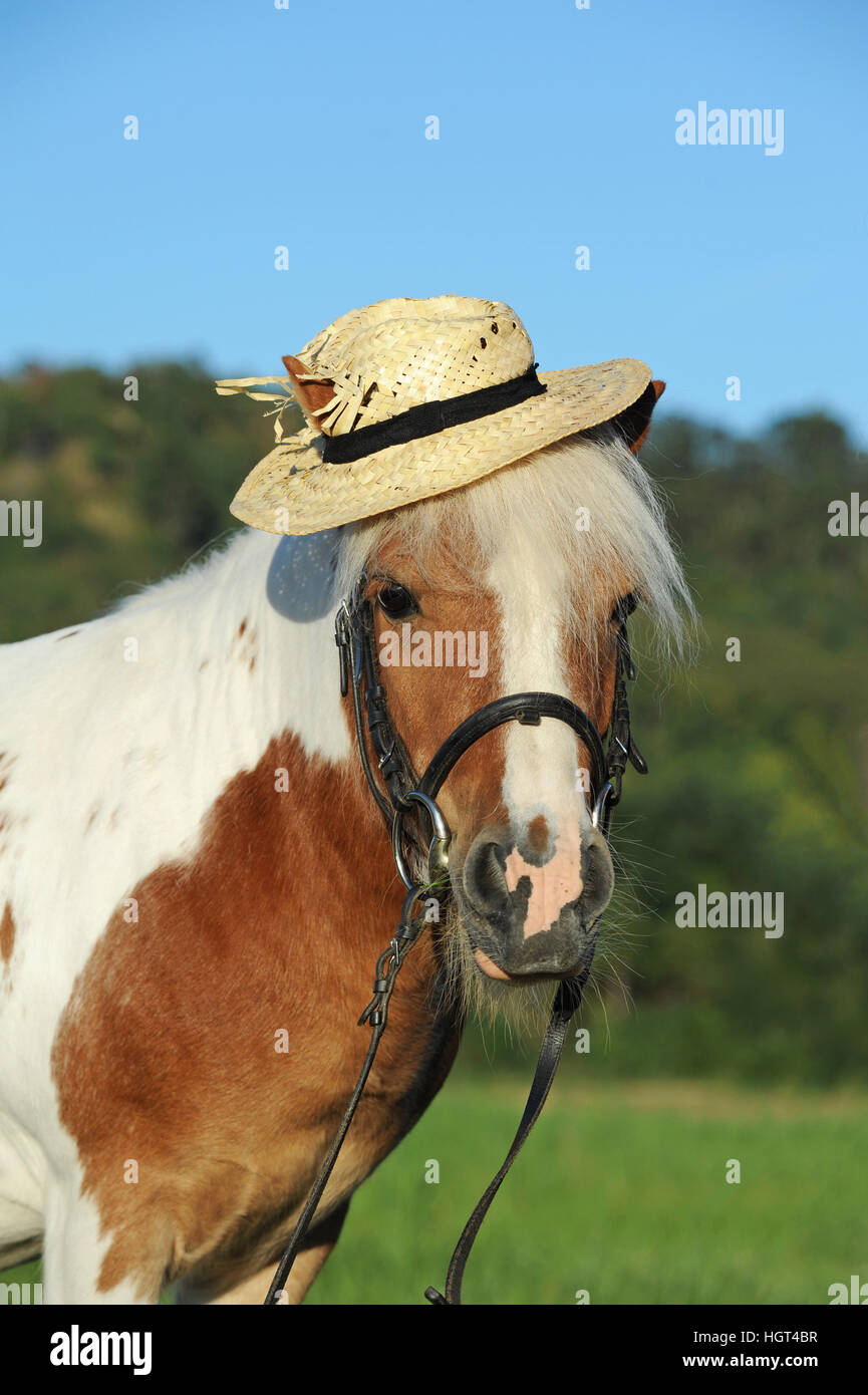 Islanda pony, cross razza, castagno pinto, castrazione, con la briglia e hat Foto Stock