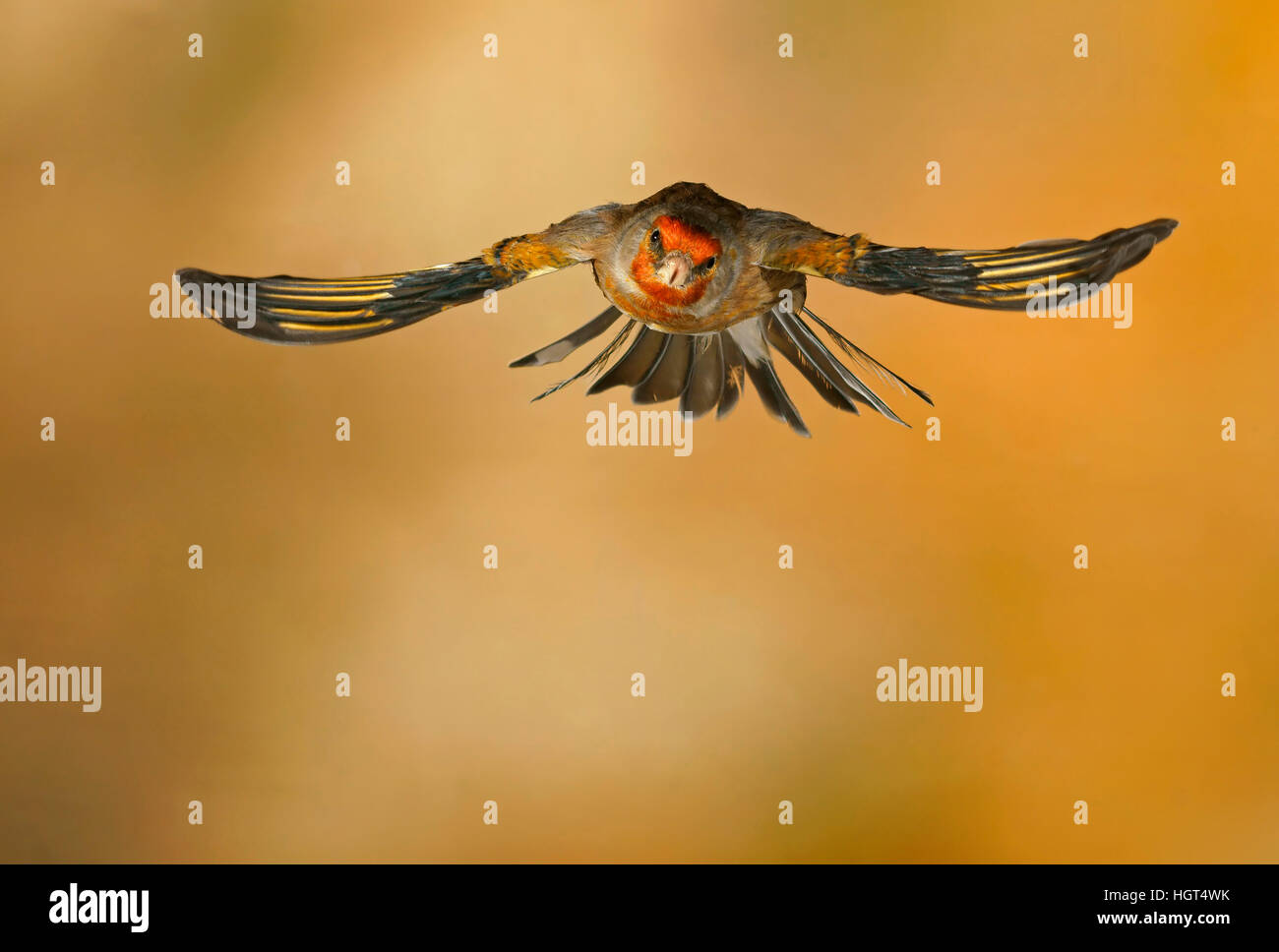 Domestico (Canarie Serinus canaria forma domestica) in volo, captive, Germania Foto Stock