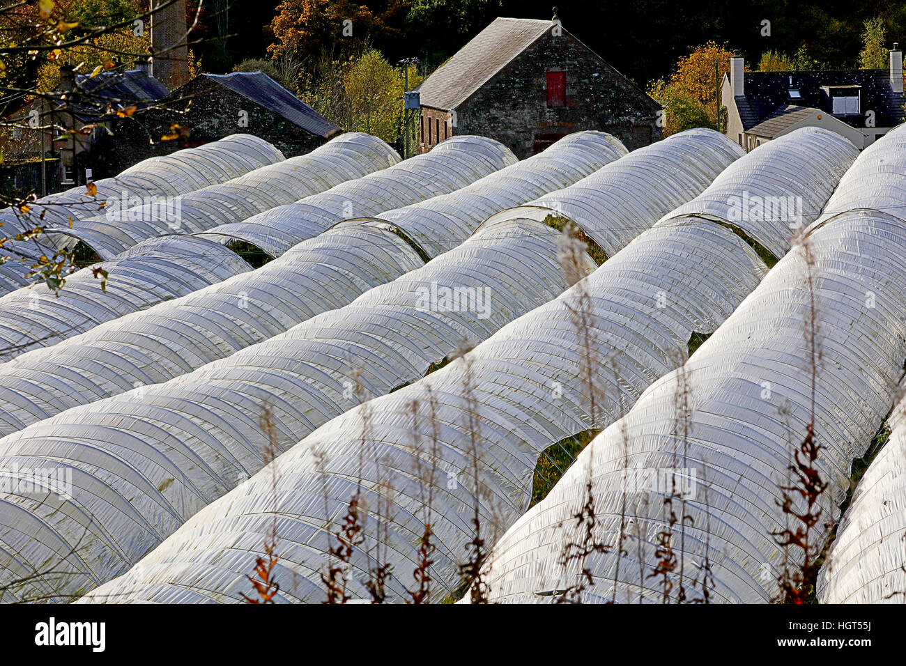 Inverno protezione delle colture Foto Stock