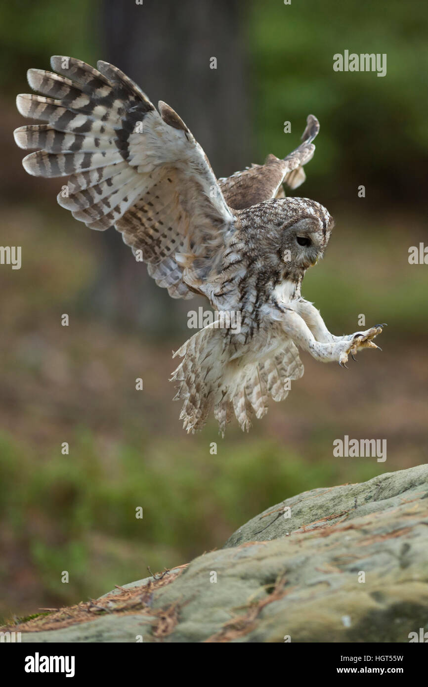 Allocco (Strix aluco ) in volo, battenti, atterraggio su una roccia, larghe ali aperte, stirata ali, vista laterale, Angelo-simili pone. Foto Stock