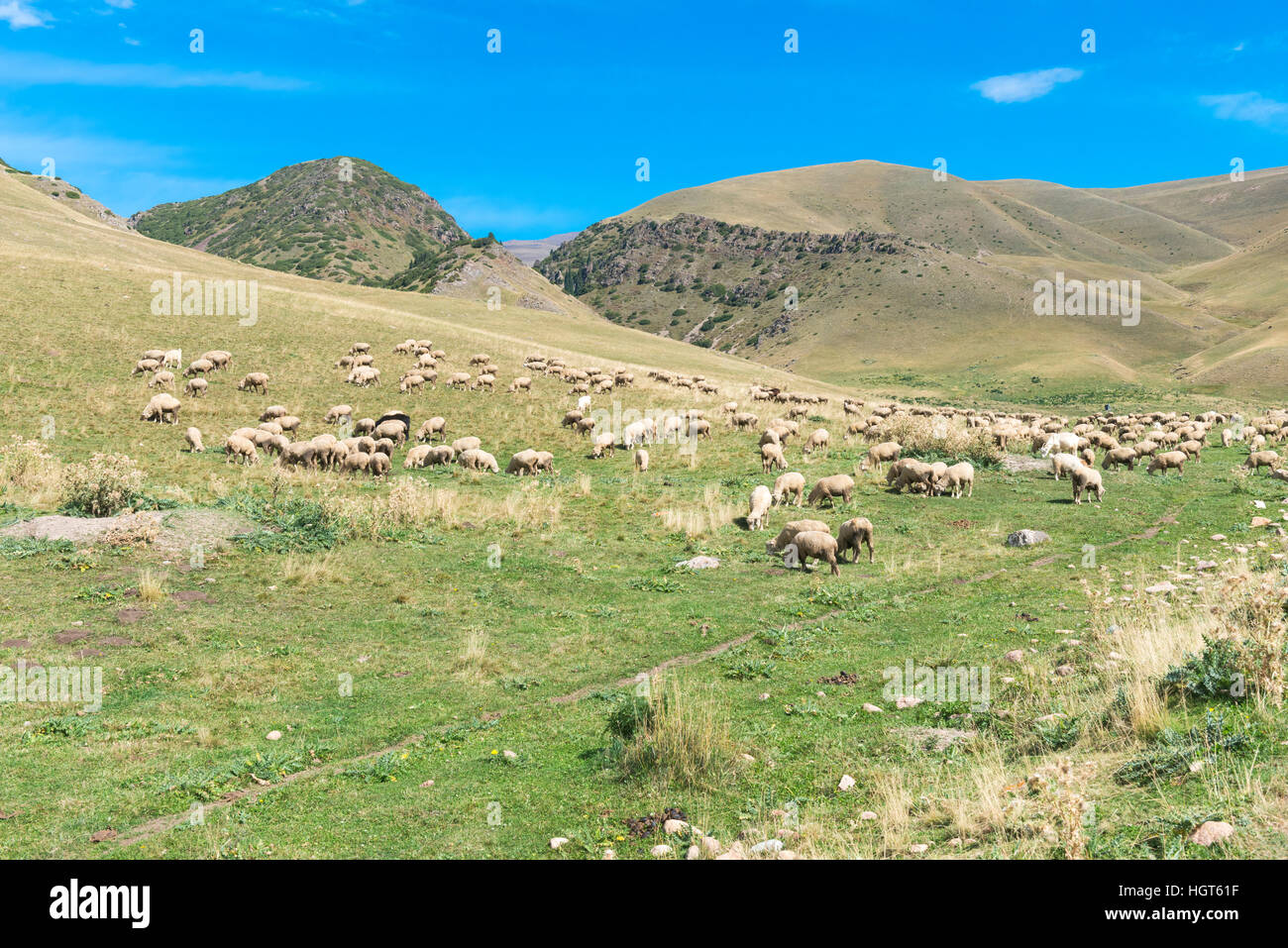 Pecore al pascolo, Ile-Alatau National Park, Tien Shan montagne, Assy altopiano, Almaty in Kazakistan e in Asia centrale Foto Stock