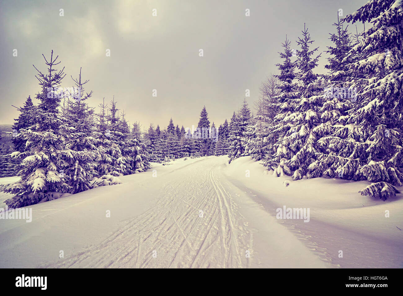 Nei toni del viola paesaggio invernale con piste per lo sci di fondo. Foto Stock