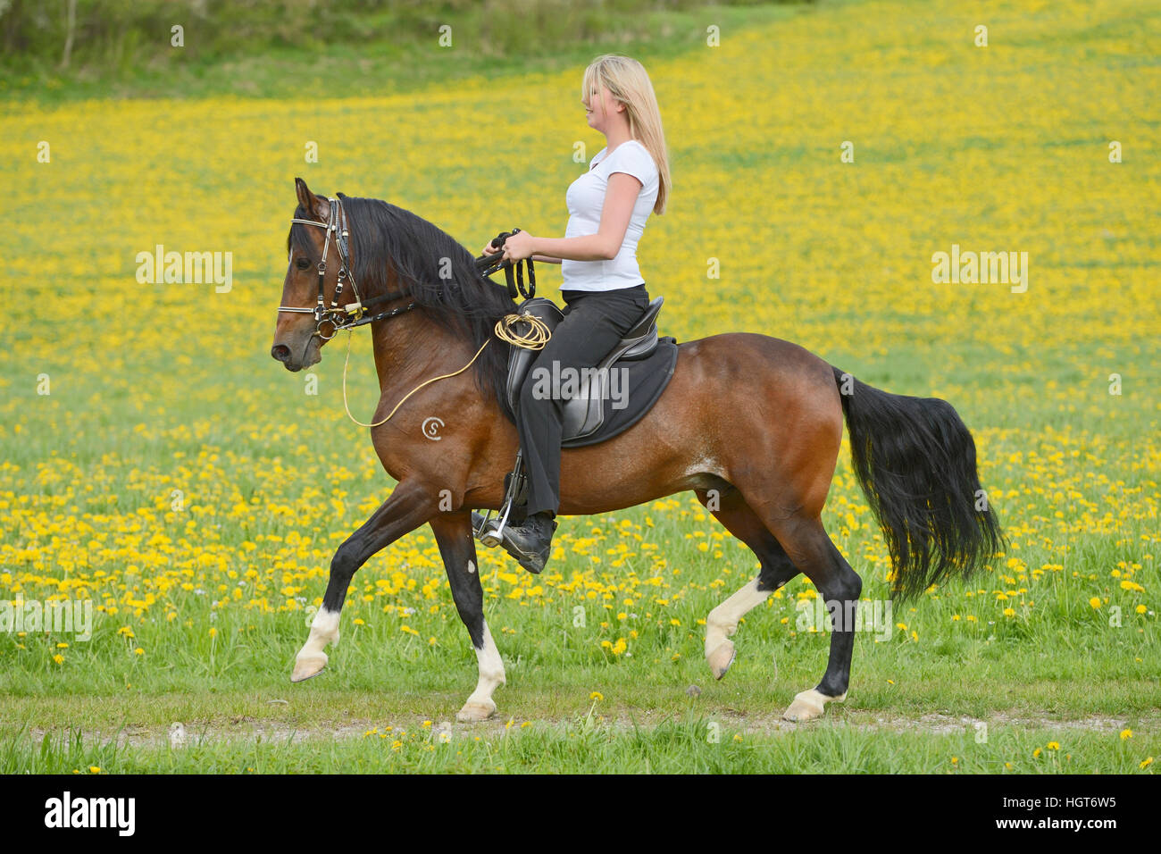 Cavallerizza a cavallo su un Paso Fino cavalli su un prato fiorito, Baviera, Germania Foto Stock