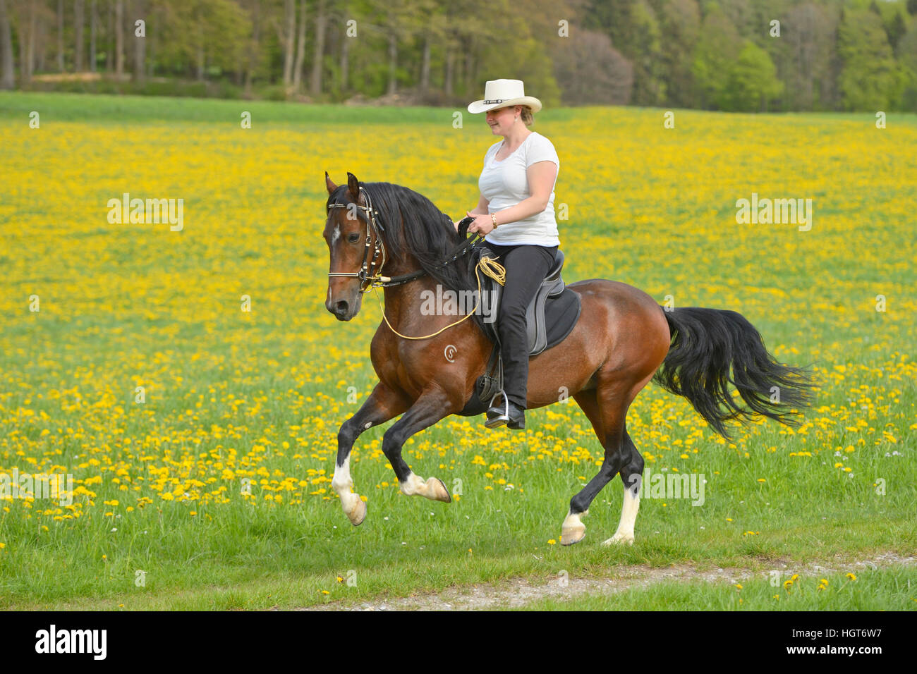 Cavallerizza galopping su un Paso Fino cavalli su un prato fiorito, Baviera, Germania Foto Stock
