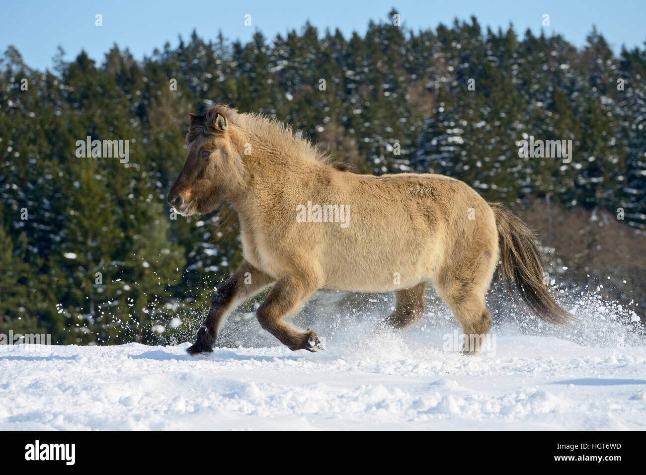 Fiordo norvegese cavallo. Adulto al galoppo in neve. Germania Foto Stock