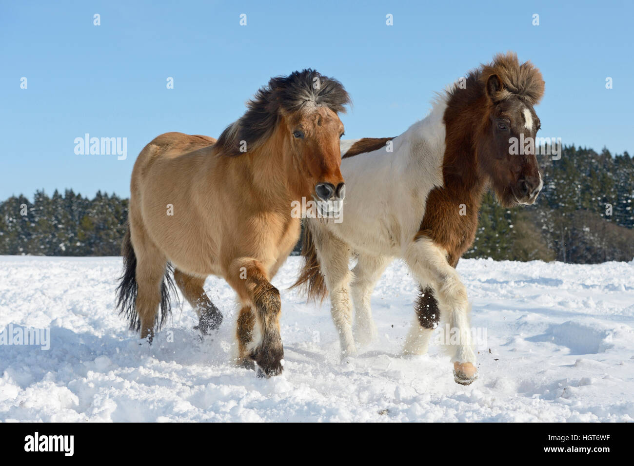 Due cavalli islandesi trotto attraverso la neve Foto Stock