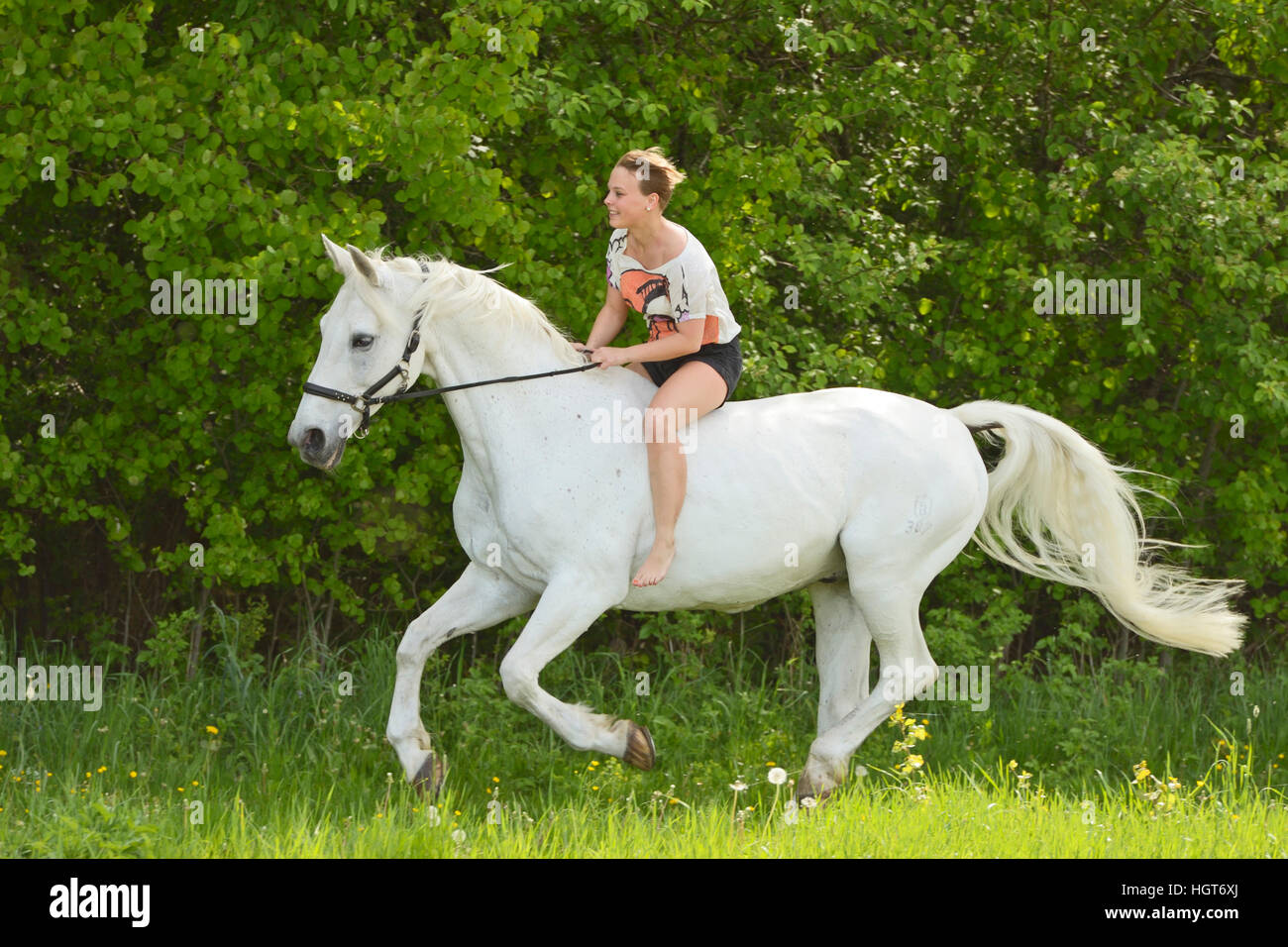 Equitazione donna bareback e bitless su un cavallo bavarese cantering in estate Foto Stock