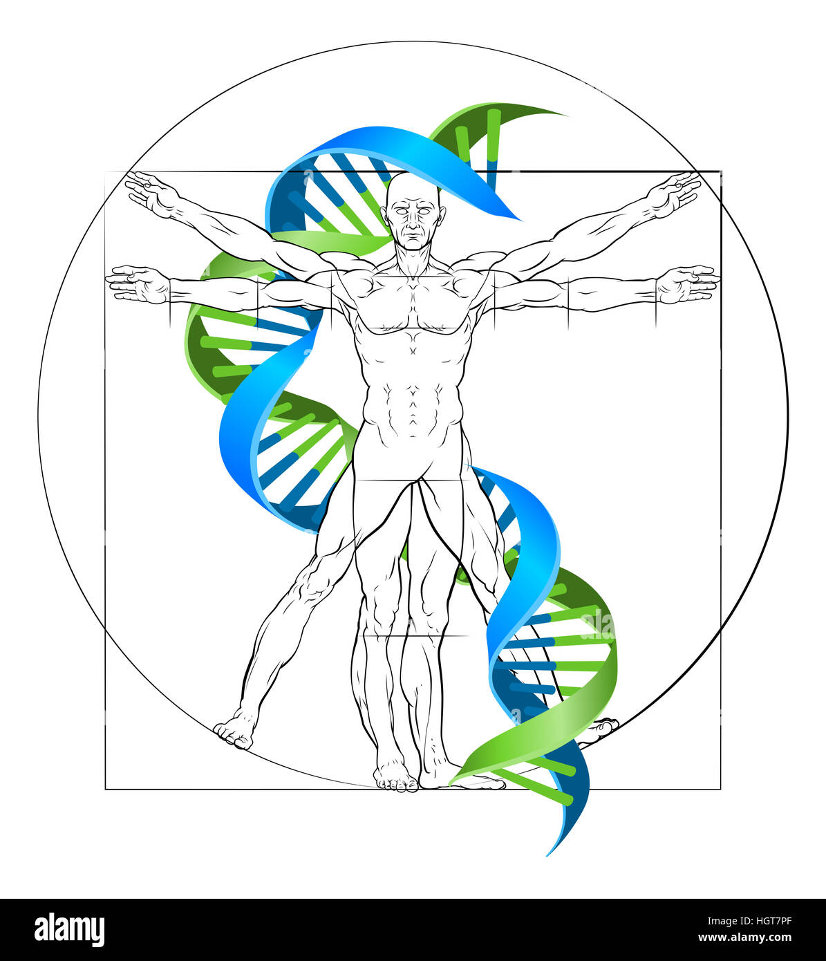 DNA uomo vitruviano la ricerca medica concetto con doppia elica e perfettamente proporzionata in figura umana Foto Stock