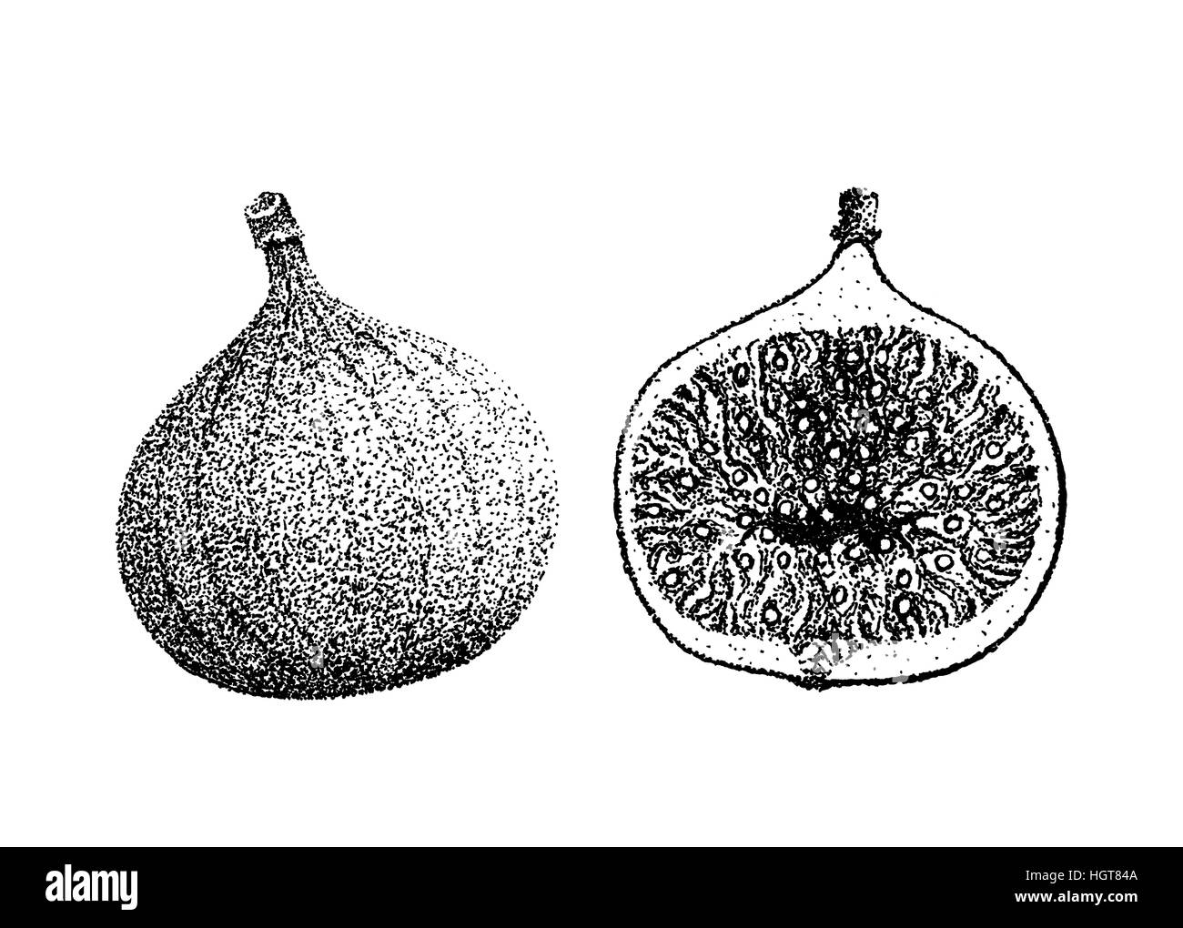 Figura illustrazione di frutta vecchio stile di litografia disegnata a mano Foto Stock