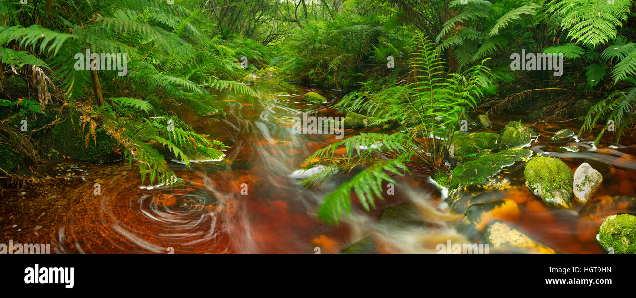 Red River attraverso lussureggianti foreste pluviali temperate al Garden Route National Park in Sud Africa. Foto Stock