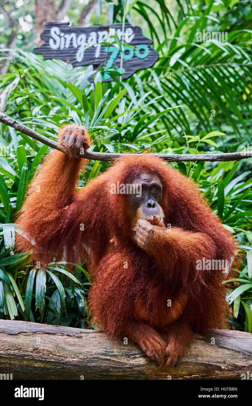 Singapore, il Giardino Zoologico di Singapore, Mandai Zoo, orangutan (Pongo borneo) Foto Stock