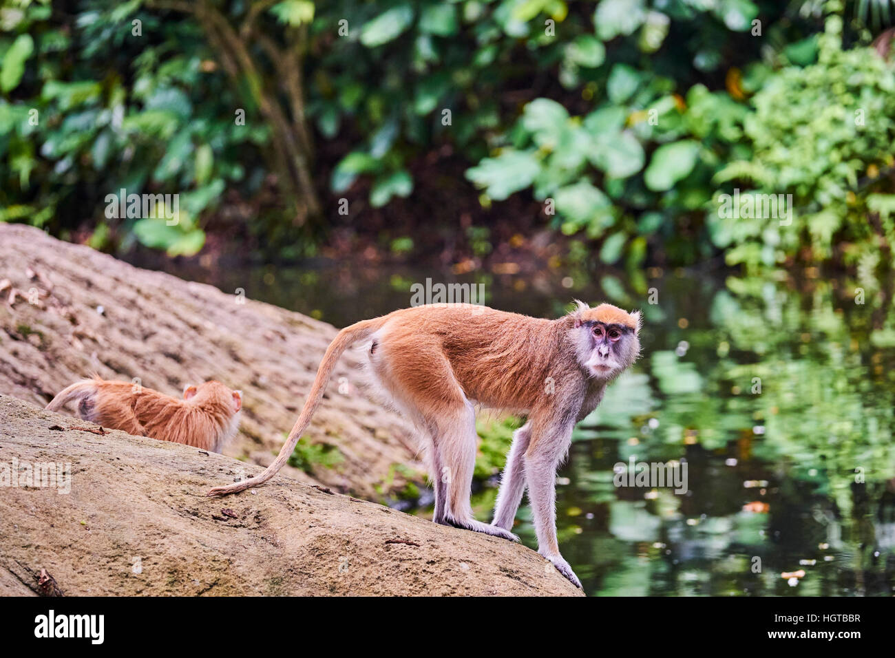 Singapore, il Giardino Zoologico di Singapore, Mandai Zoo, langur monkey Foto Stock