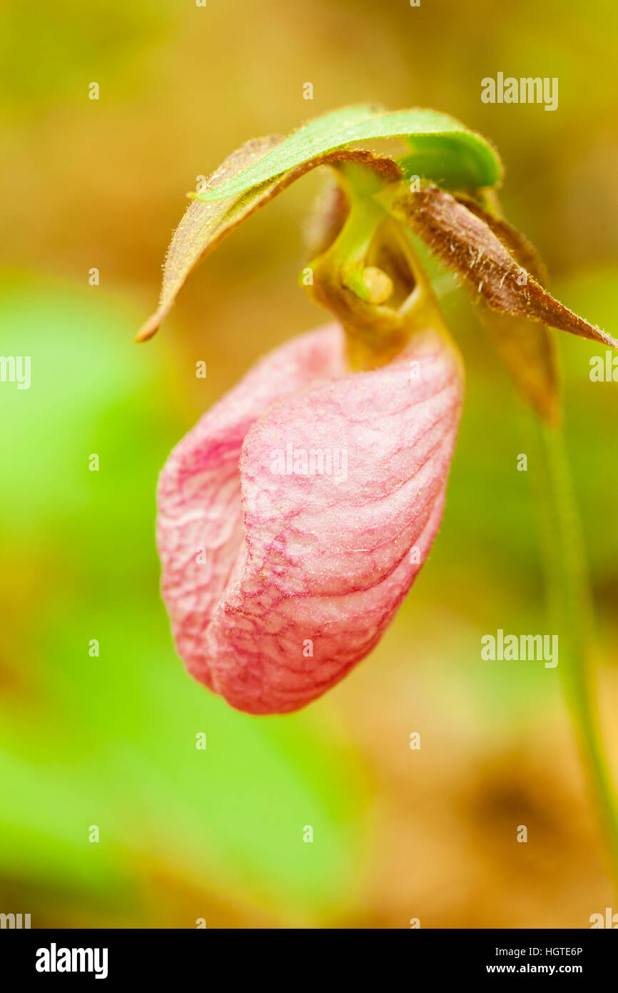 Una rosa Pianella della Madonna, Cypripedium acaule, nei boschi presso Phillips Farm in Marshfield, Massachusetts. Foto Stock