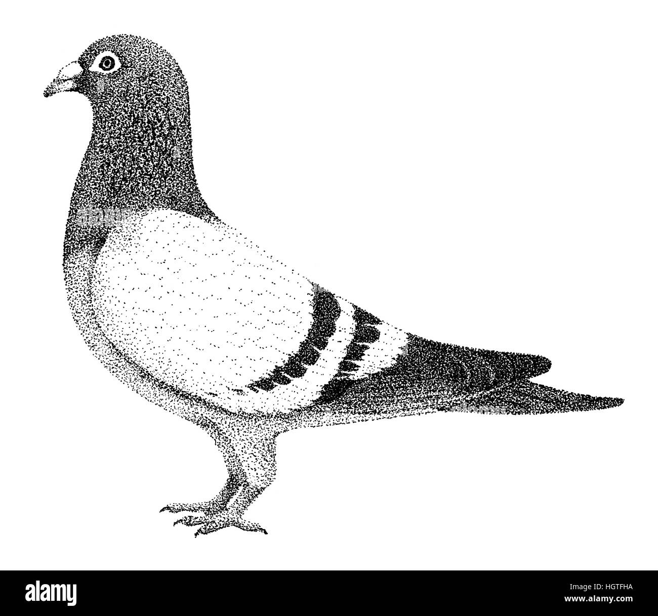Illustrazione di piccione vecchio stile di litografia disegnata a mano Foto Stock