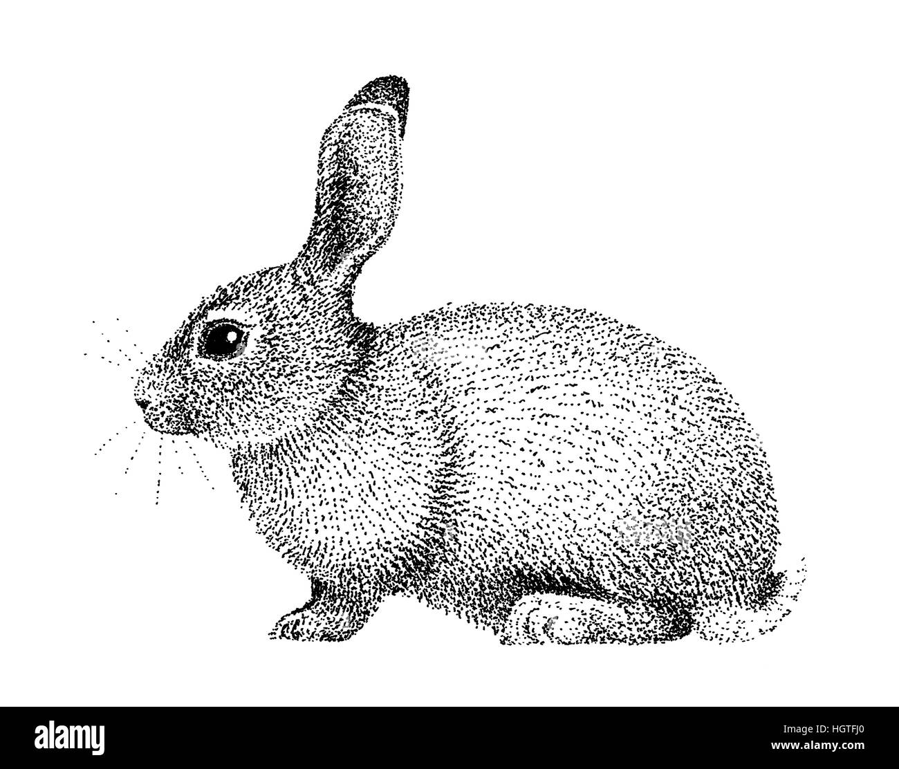 Illustrazione di coniglio vecchio stile di litografia disegnata a mano Foto Stock