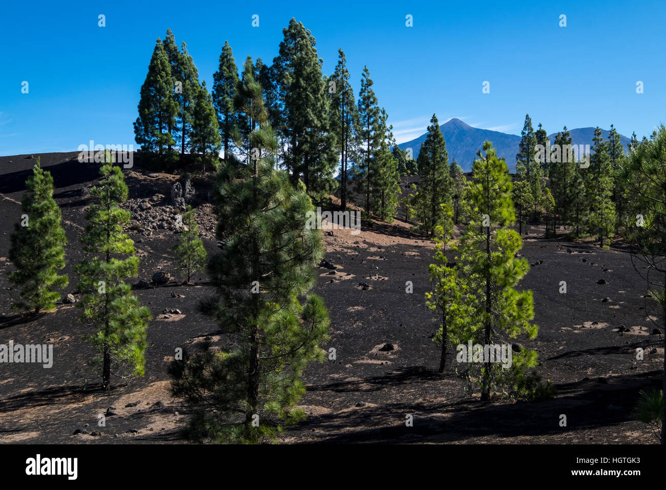 Visualizzazioni per il Teide dalla Chinyero area vulcanica attraverso gli alberi di pino, Tenerife, Isole Canarie, Spagna Foto Stock