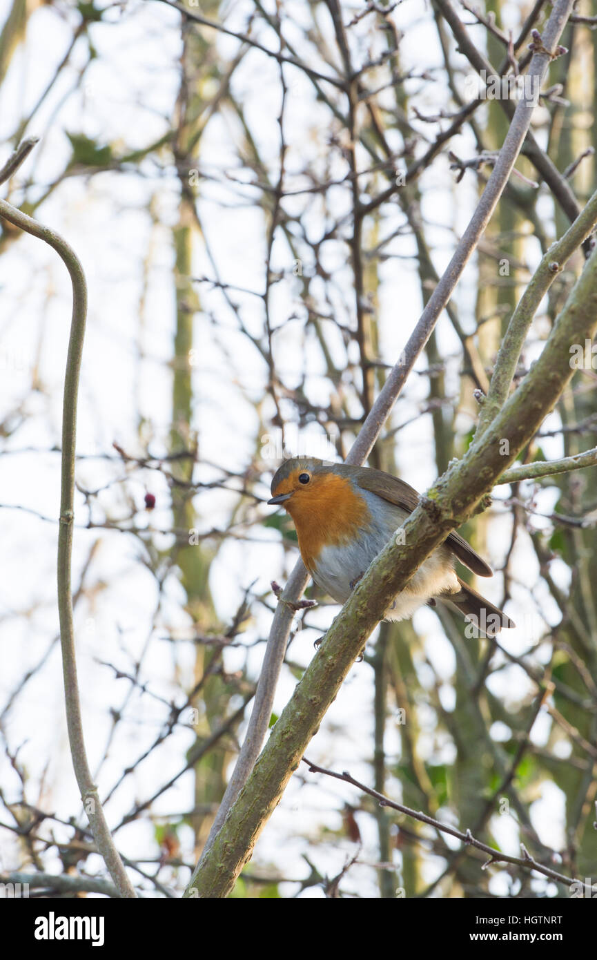 Erithacus Rubecula. Robin in una boccola in inverno Foto Stock
