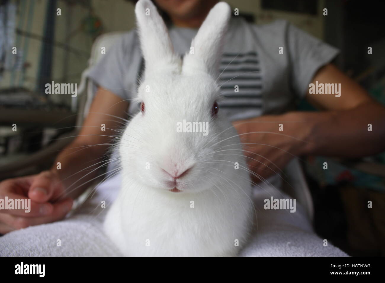 Coniglio Bianco seduto sul giro Foto Stock
