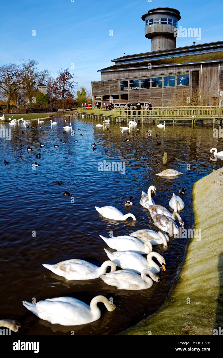 Slimbridge Wetland Centre, Gloucestershire, Regno Unito. Foto Stock