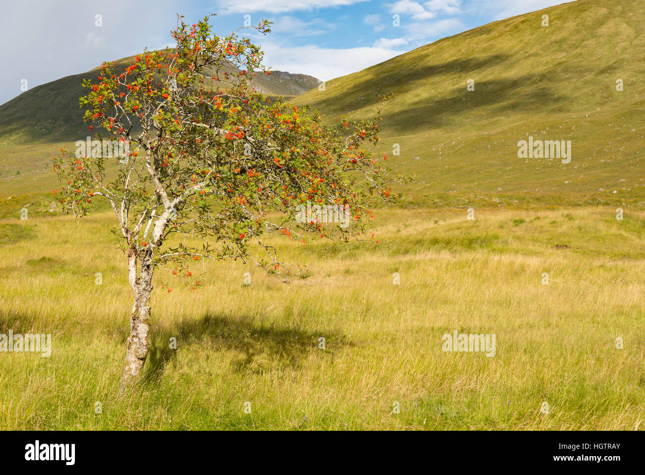 Rowan (Sorbus aucuparia) tree con frutti di bosco che crescono in Glen Affric, Scozia. Foto Stock