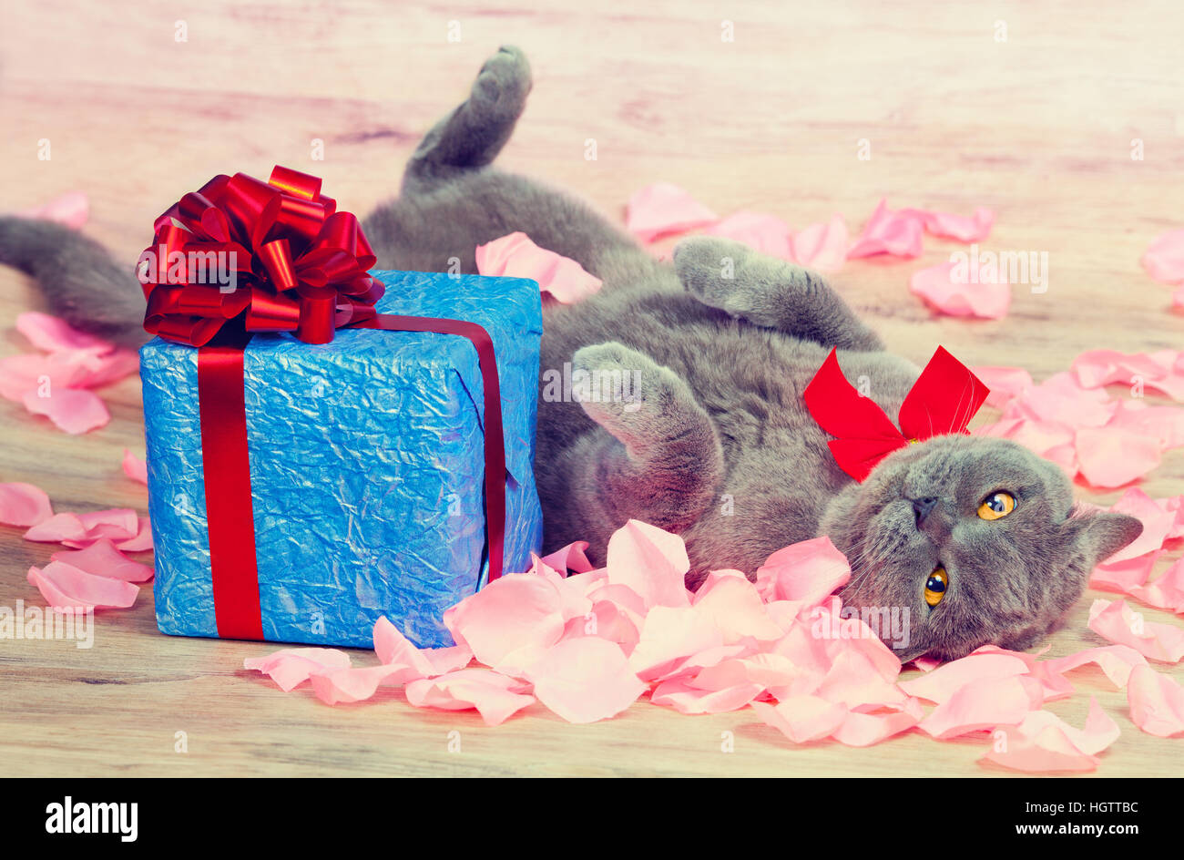 Un gatto giace sulla petali di rosa vicino a un dono Foto Stock