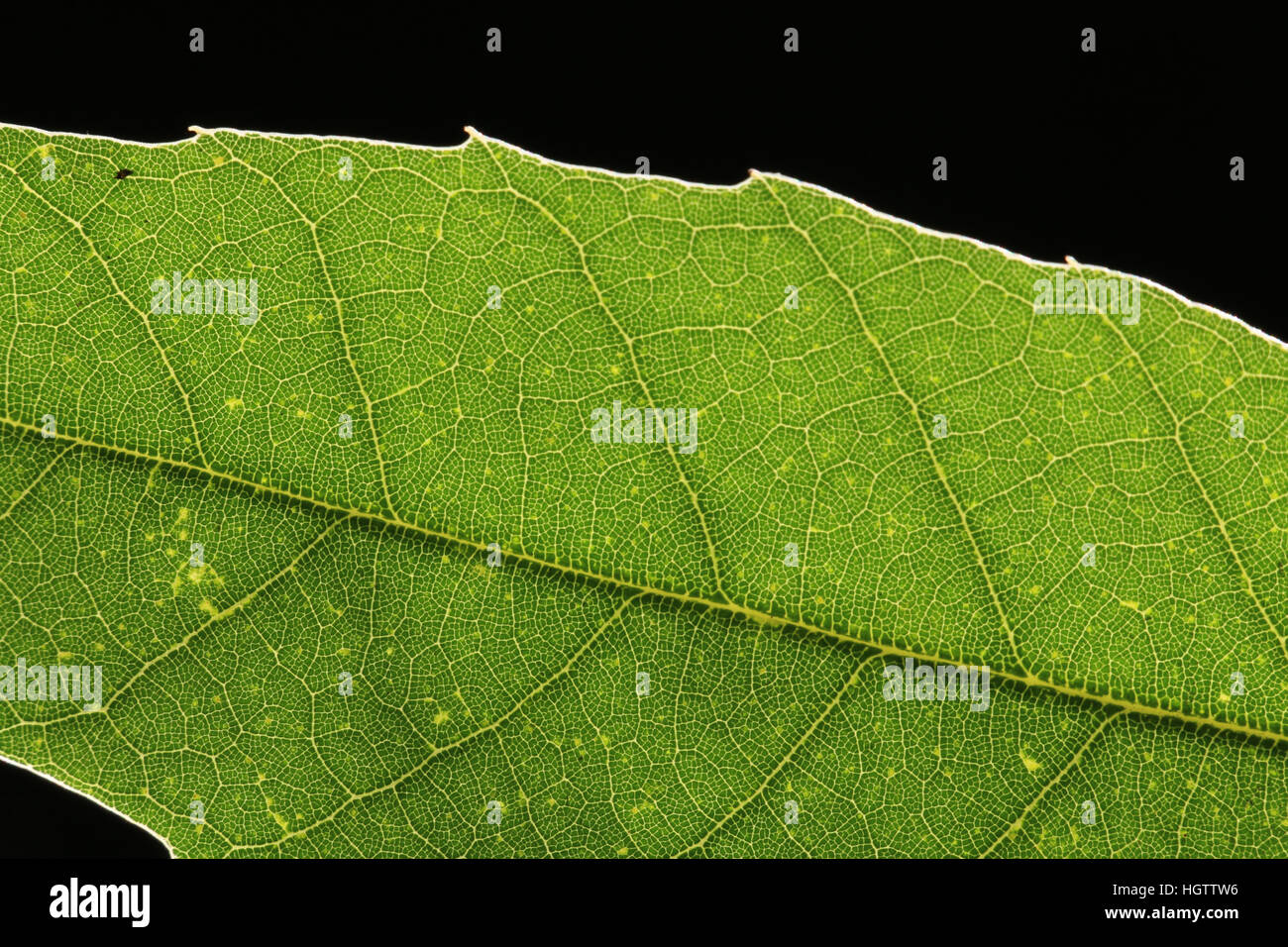 Foglia verde vena su sfondo nero Foto Stock