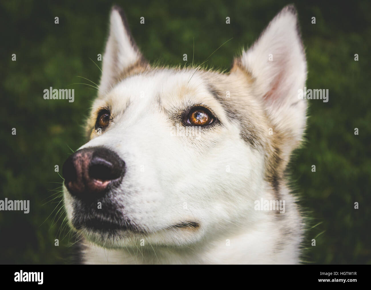 Husky bianco riflettente con occhi marroni sull'erba Foto Stock