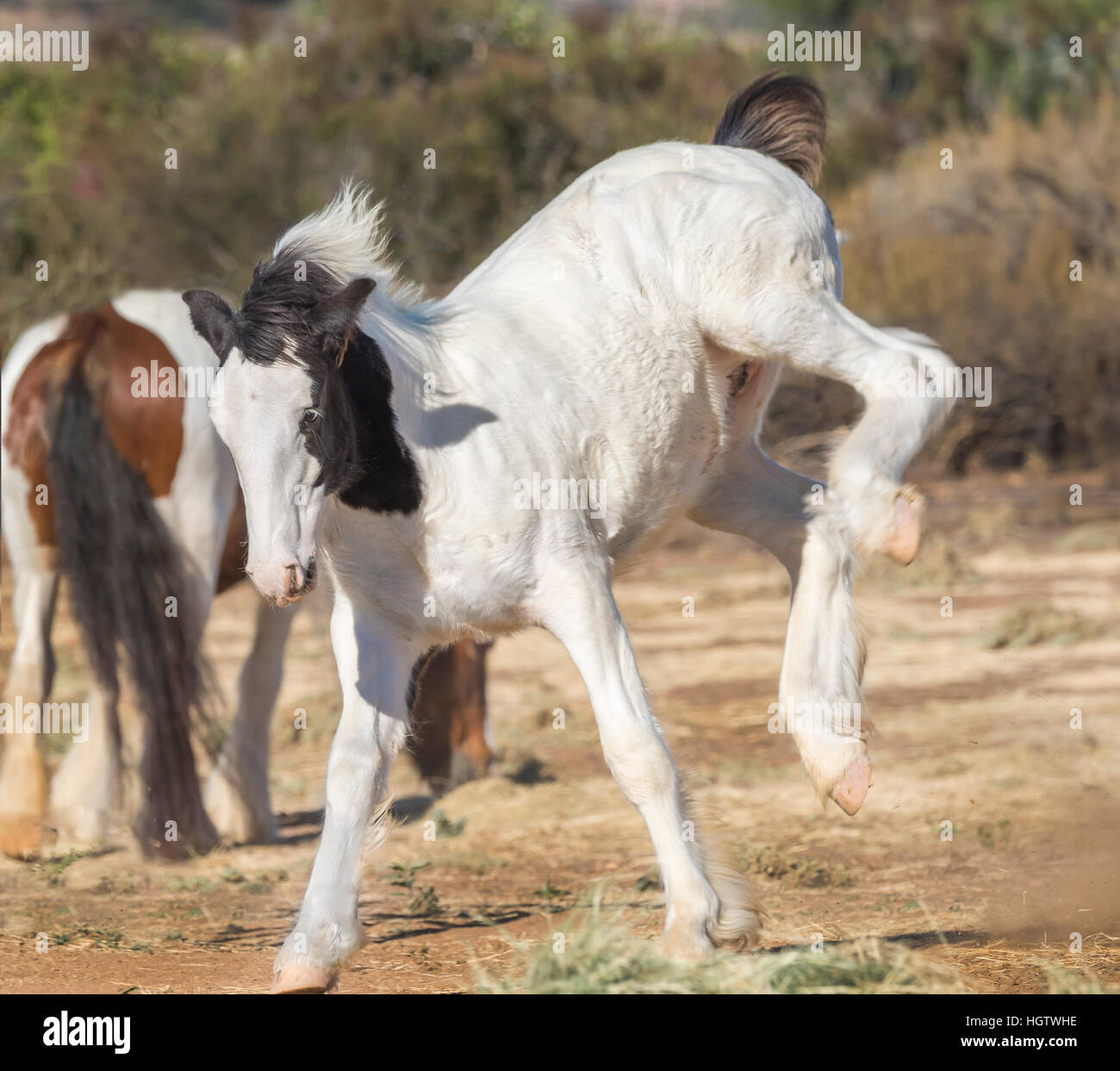 Gypsy Vanner Horse colt weanling puledro Foto Stock