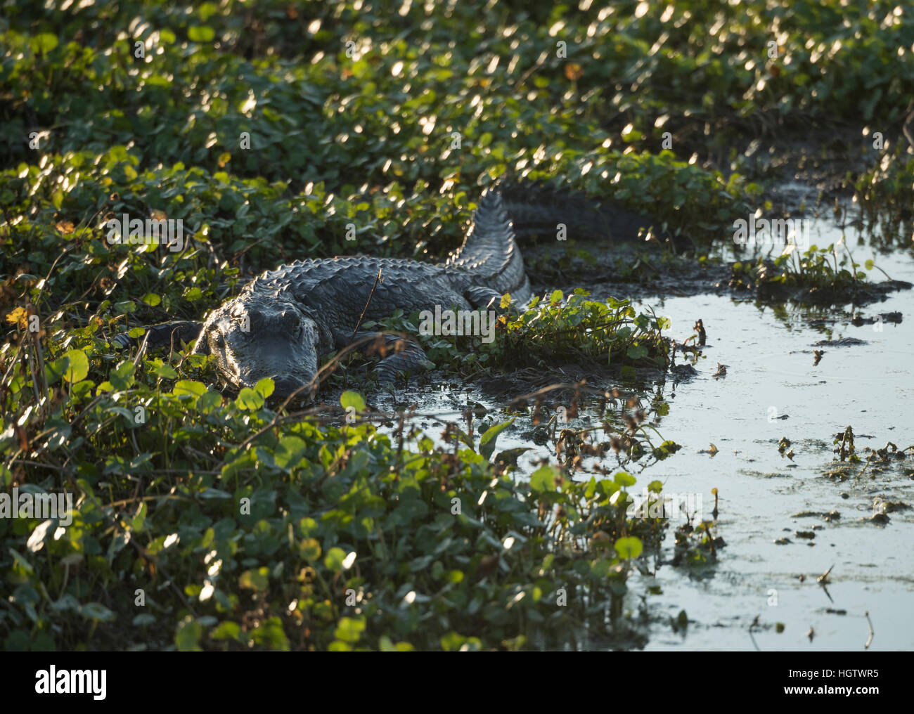 Il coccodrillo americano, Paynes Prairie, Florida Foto Stock