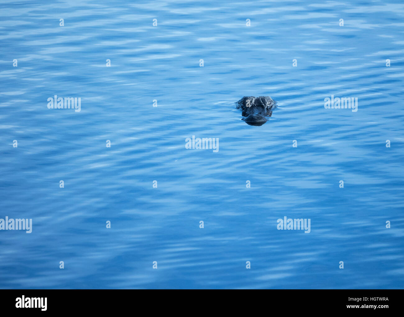 Il coccodrillo americano con testa sopra l'acqua, Paynes Prairie, Florida Foto Stock