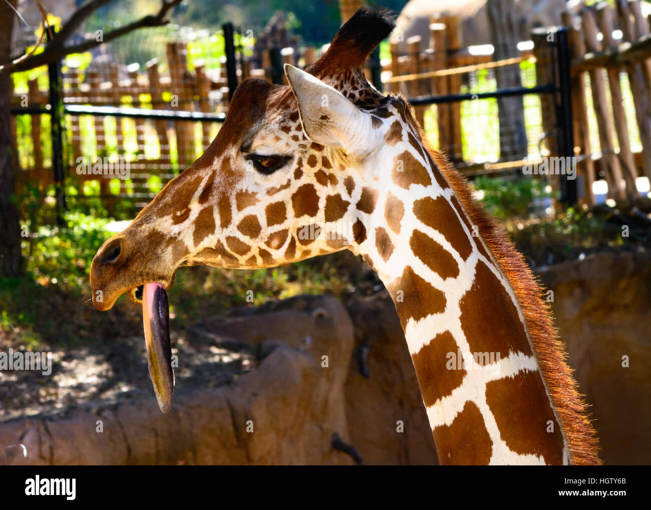 Giraffe (giraffa) con una lunga lingua penzoloni, close-up, comico, divertente Foto Stock