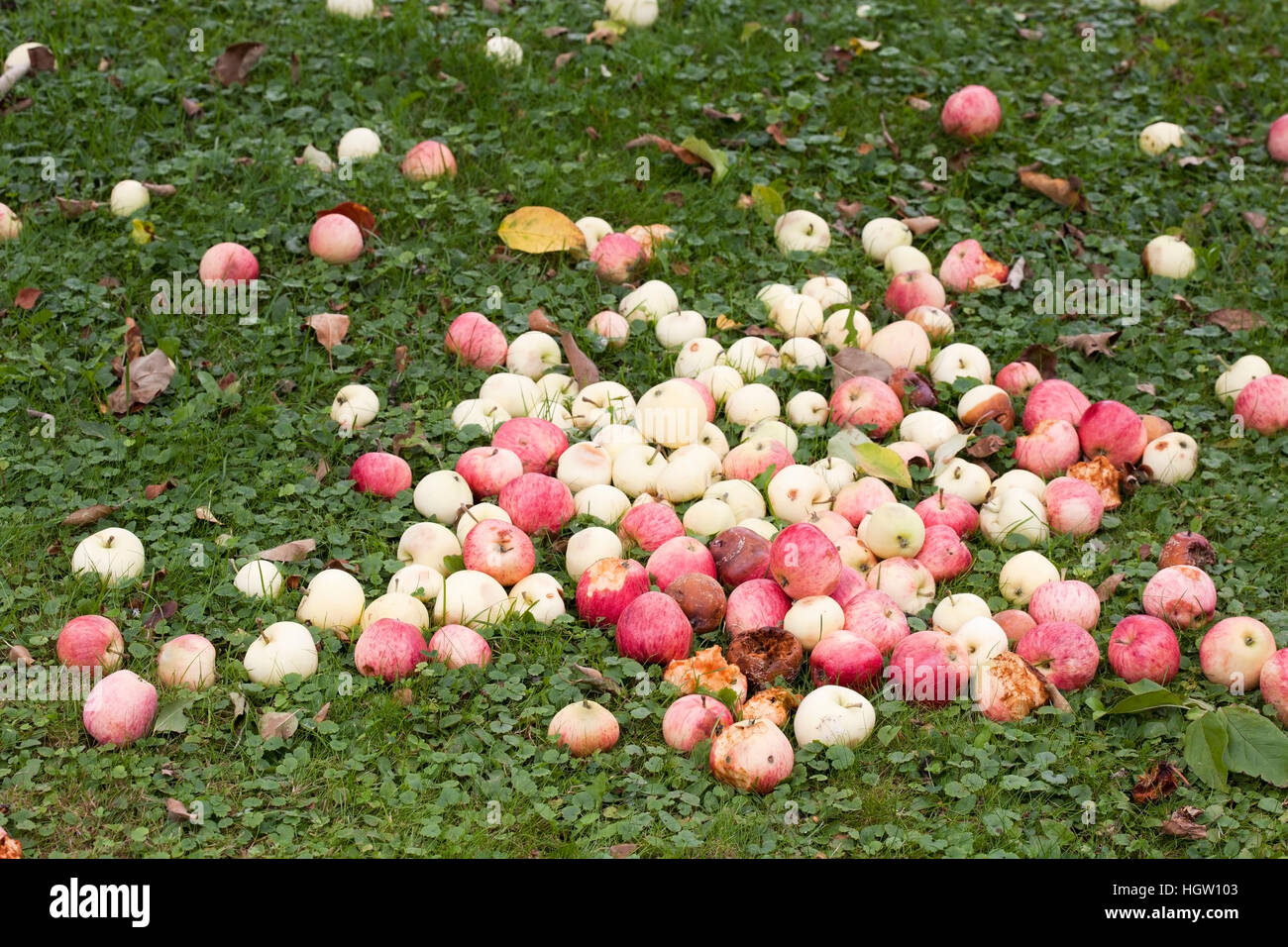 Vecchio mele caduti a terra Foto Stock