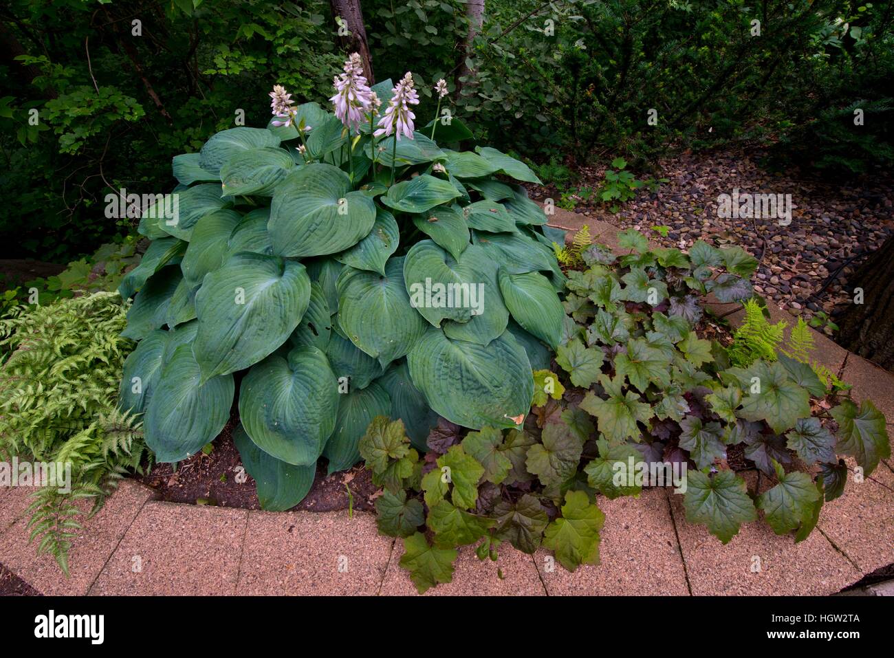 Minnesota, Mendota Heights, Damaris Hosta giardino, Blue Angel Foto Stock