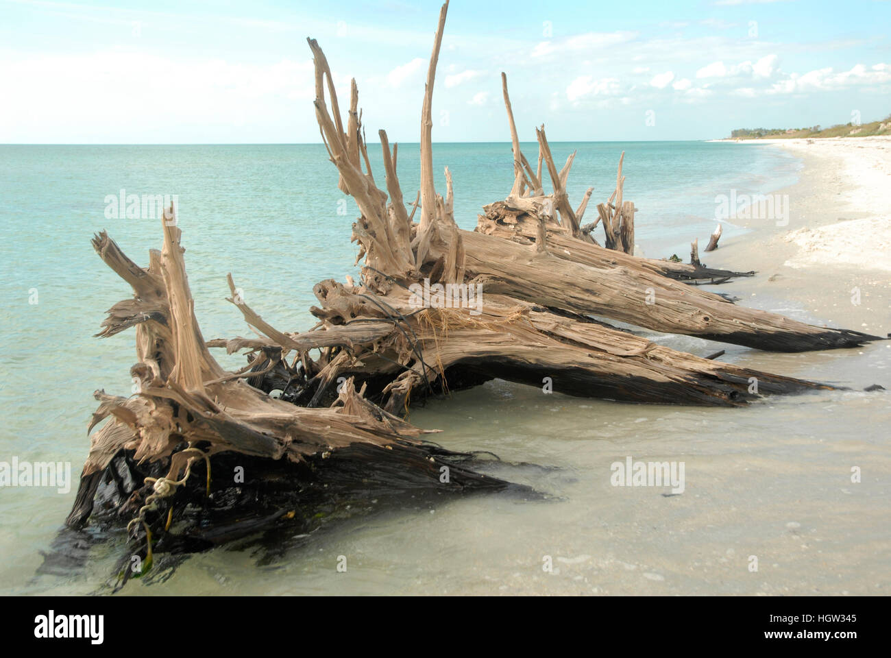 Drifwood giace lungo la spiaggia da Don Pedro isola dal golfo del Messico in Cape Haze, Florida Foto Stock