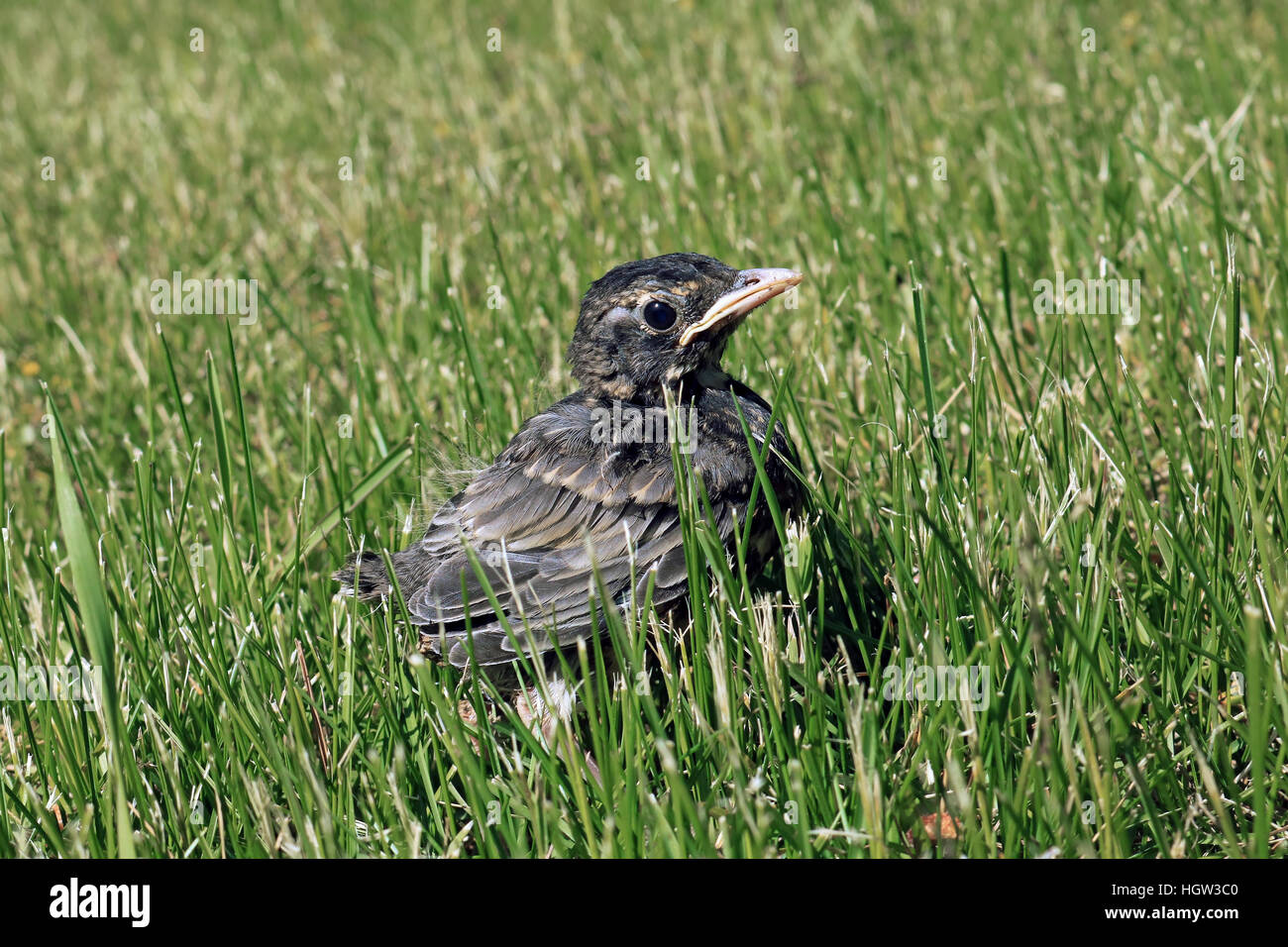 Neonata robin Turdus migratorius sul terreno in un prato di erba Foto Stock